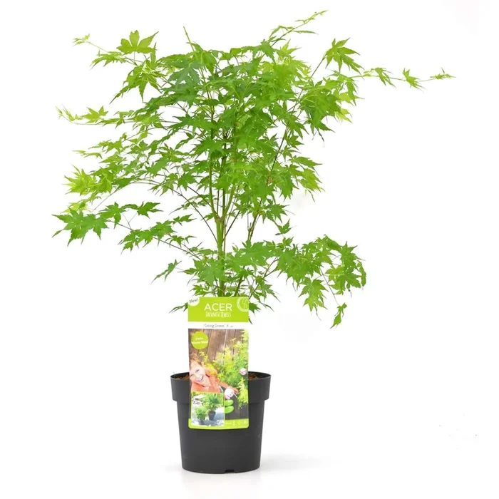 Acer palmatum ‚Going Green‘ – Japanese Maple