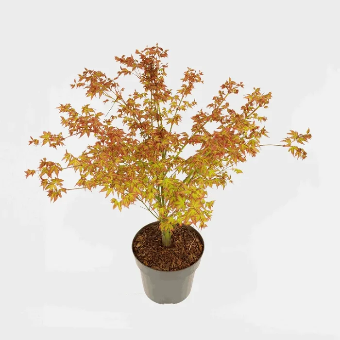 Acer palmatum ‚Little Princess‘ – Japanese Maple