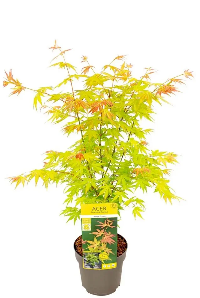 Acer Palmatum ‚Orange Dream‘ – Japanischer Fächerahorn