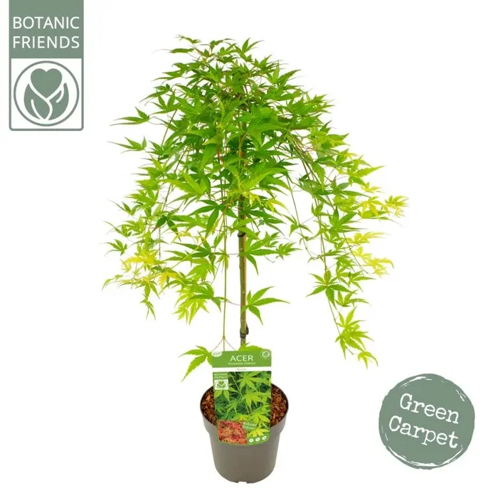 Acer Palmatum ‚Ryusen‘ ®