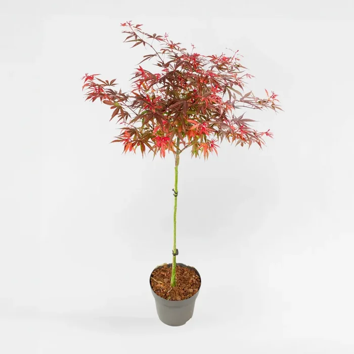 Acer palmatum ‚Shaina‘ – Japanese maple