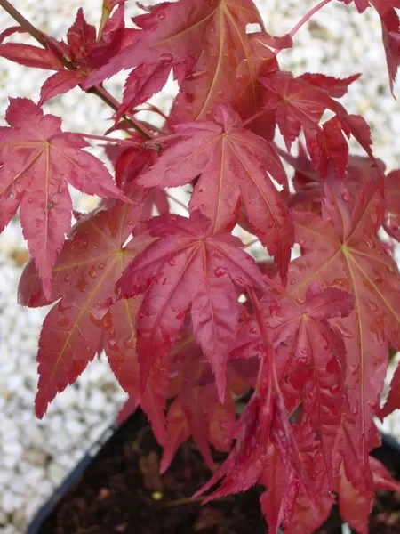 Acer palmatum „Shin Deshojo“ – Japanischer Fächerahorn