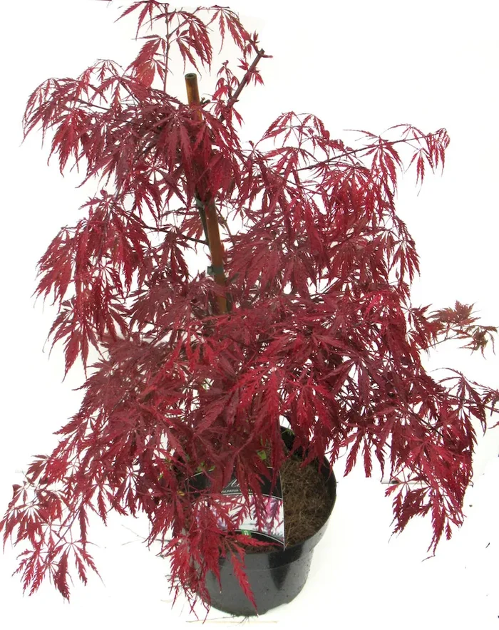 Acer palmatum dissectum `Garnet‘ roter Japanischer Schlitzahorn
