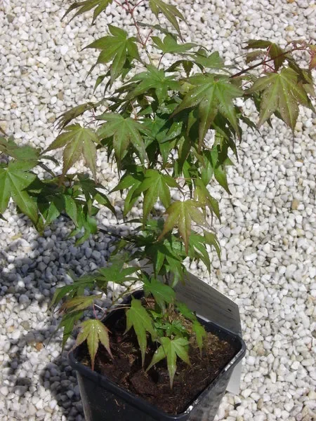 Acer palmatum Osakazuki – Japanischer Fächerahorn