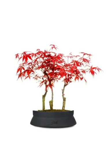 Acero rosso boschetto M