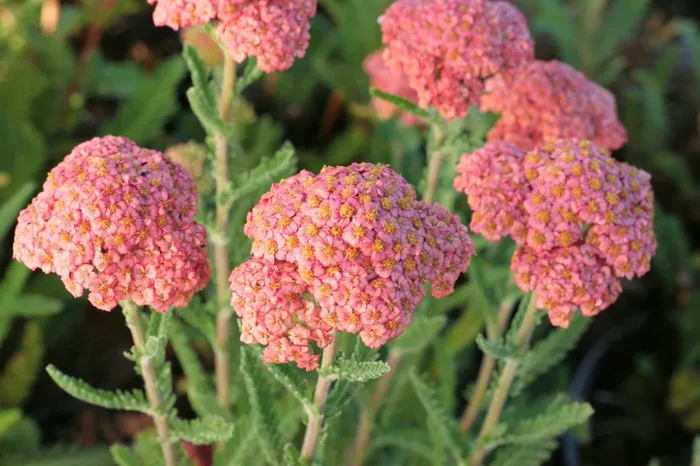 Achillea millefolium ‚Firefly Peach Sky‘ (Schafgarbe)