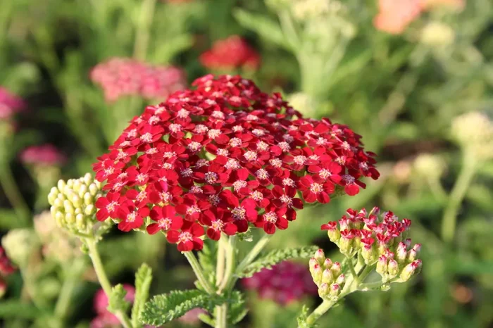Achillea millefolium ‚Petra‘ (Schafgarbe)