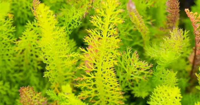 Achillea millefolium Mix