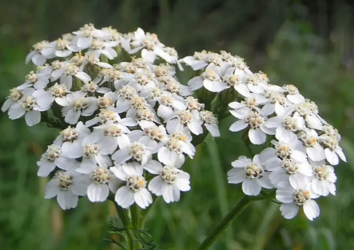 Achillea millefolium (Tausendblättrige Schafgarbe)