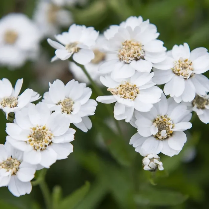 Achillea ptarmica