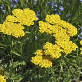 Achillea tomentosa Aurea 9 cm Topf