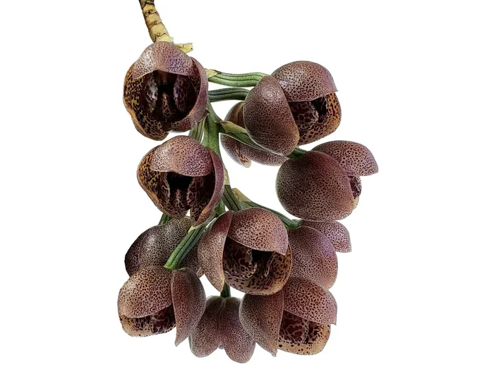 Acineta superba ‚Roja‘