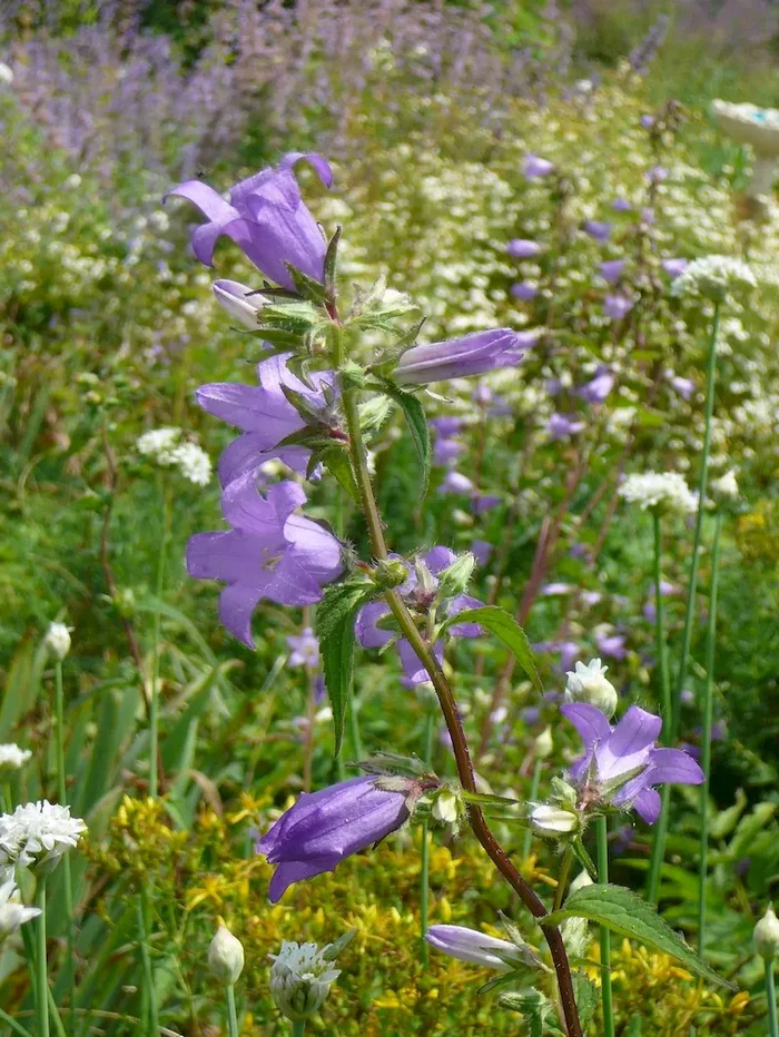 Acker-Glockenblume (Bio-Saatgut), Campanula rapunculoides