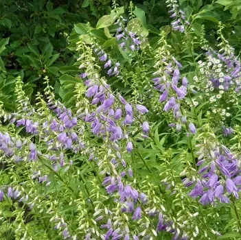 Acker-Glockenblume (Campanula rapunculoides) „Bio“