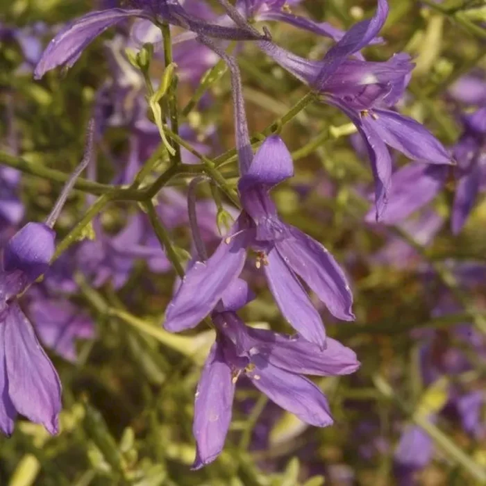 Ackerrittersporn (Bio-Saatgut), Consolida regalis