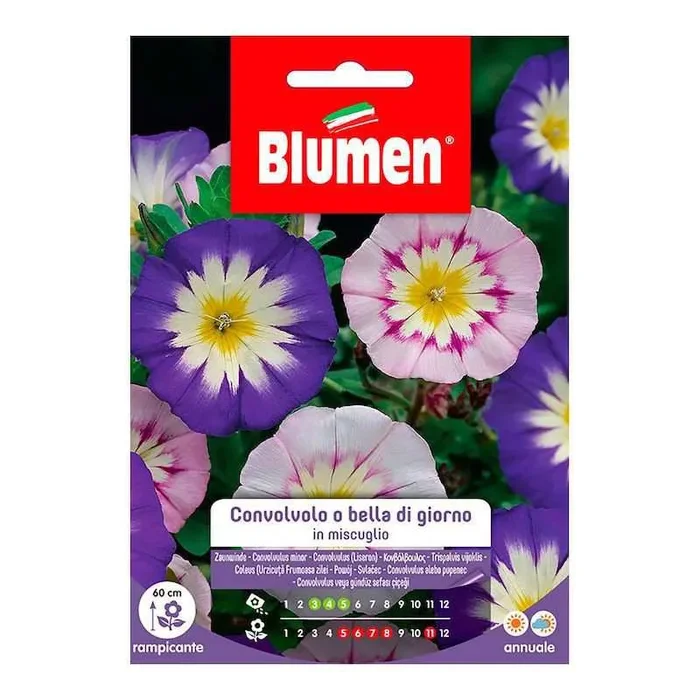 Ackerwinde oder Bella di Giorno gemischte Samen im Umschlag
