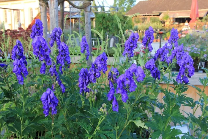 Aconitum carmichaelii ‚Arendsii‘ (Eisenhut)
