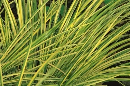 Acorus gramineus „Ogon“ – Kalmusgras -Gräser