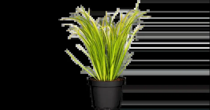 Acorus gramineus Ogon