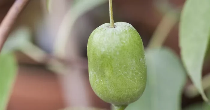 Actinidia arguta ‚Issai‘