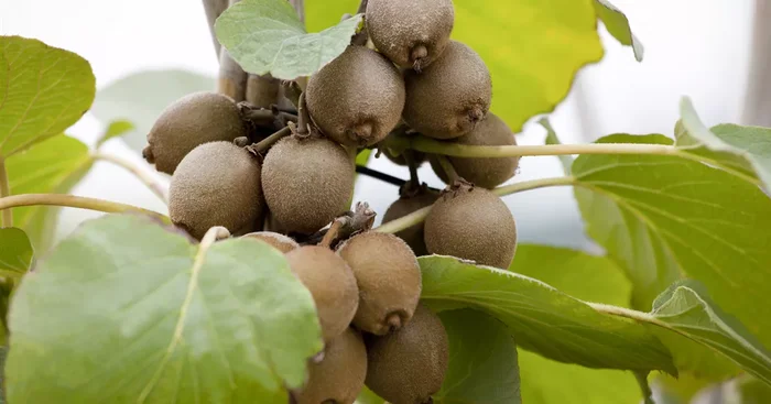 Actinidia chinensis ‚Solissimo’®${2}