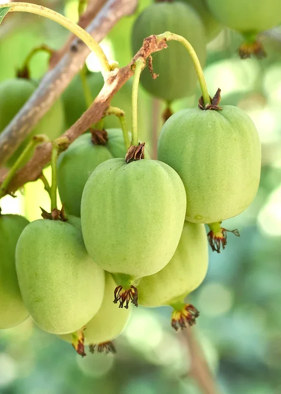 Actinidia (Kiwibeere) (L)
