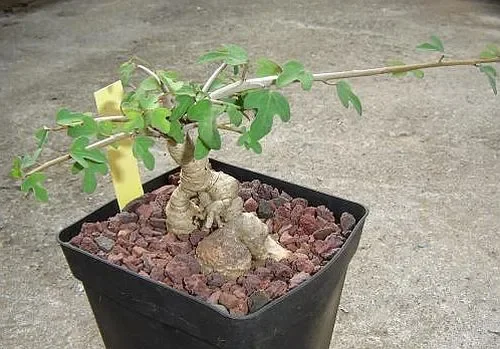 Adenia subsessilifolia