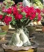 Adenium arabicum Bonsai