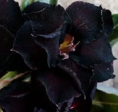 Adenium obesum Black Steel
