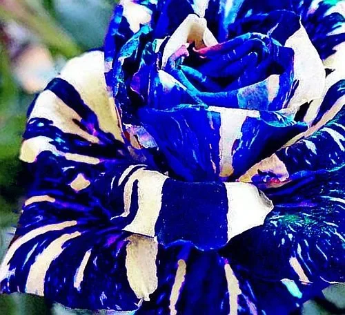 Adenium obesum Rare Blue