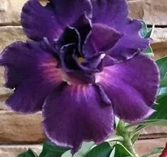 Adenium obesum Royal Purple