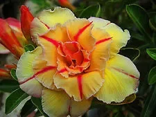 Adenium obesum Tongake
