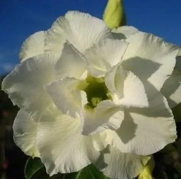 Adenium obesum Whitehouse