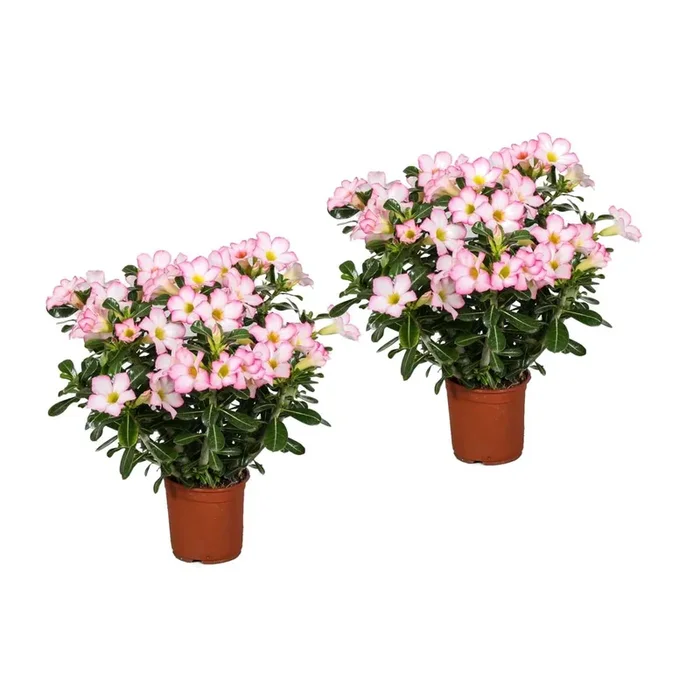 Adenium roseum – Desert rose