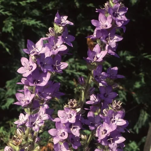 Adenophora Khasiana