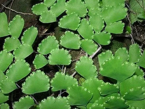 Adiantum cuneatum