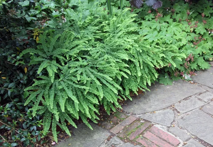 Adiantum pedatum (Pfauenradfarn)