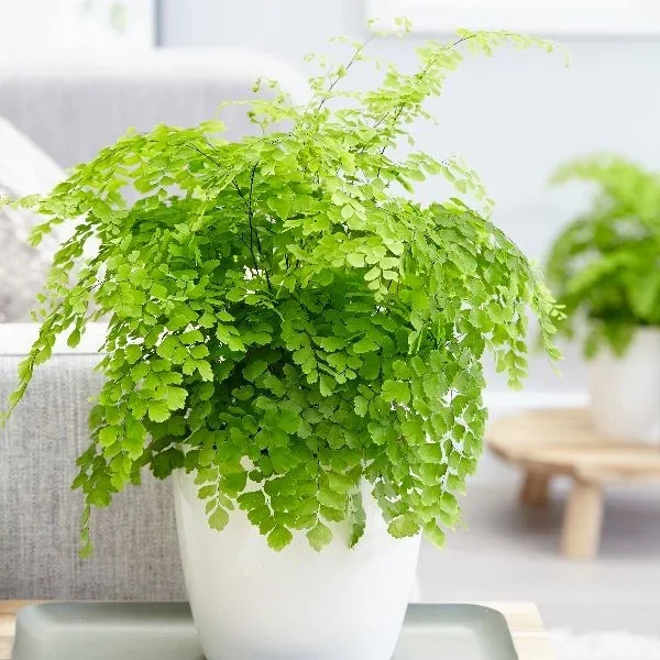 Adiantum Raddianum Fragrans – Maidenhair Fern