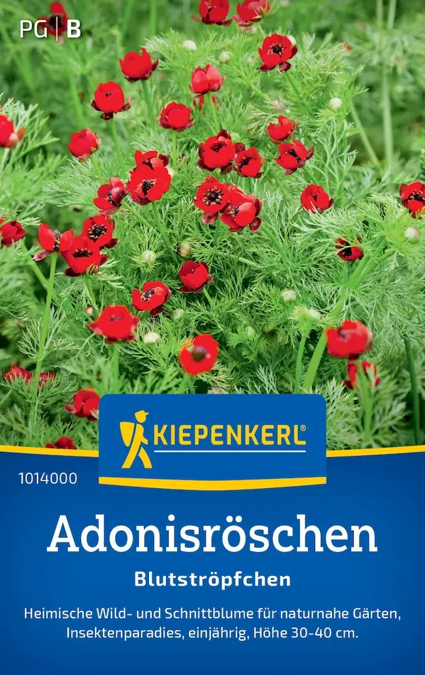 Adonisröschensamen Blutströpfchen