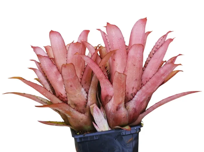 Aechmea pineliana var. pineliana