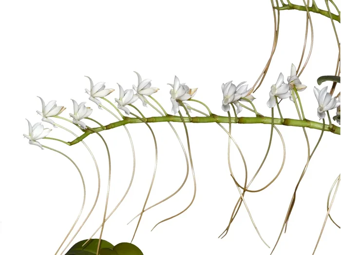Aerangis ellisii (10 cm Ampeltopf)