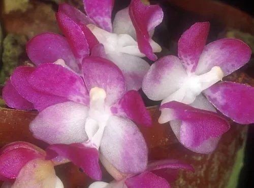 Aerides multiflora
