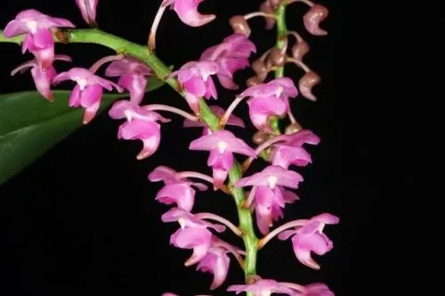 Aerides odorata South Pink