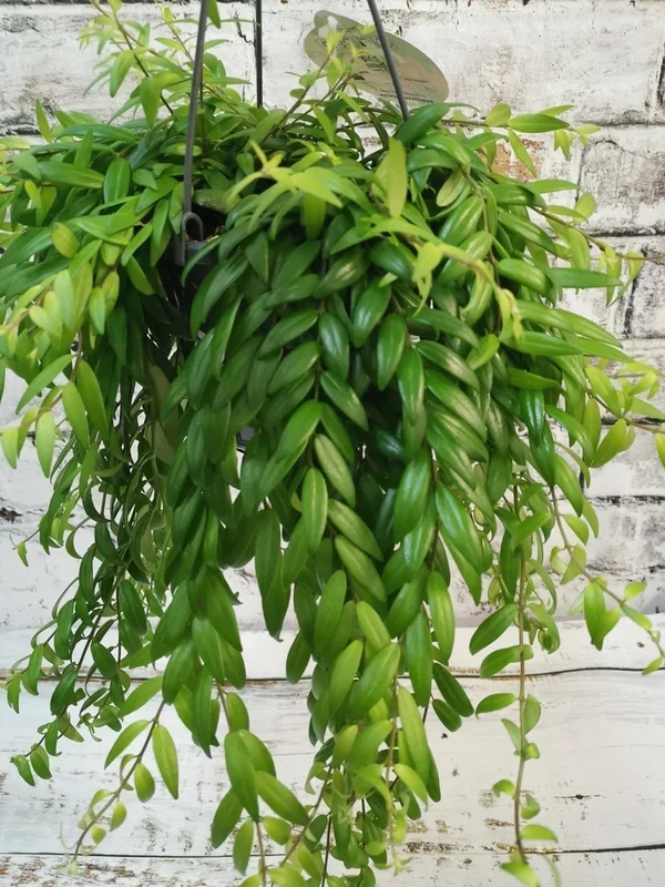 Aeschynanthus Japhrolepis – Lipstick Plant
