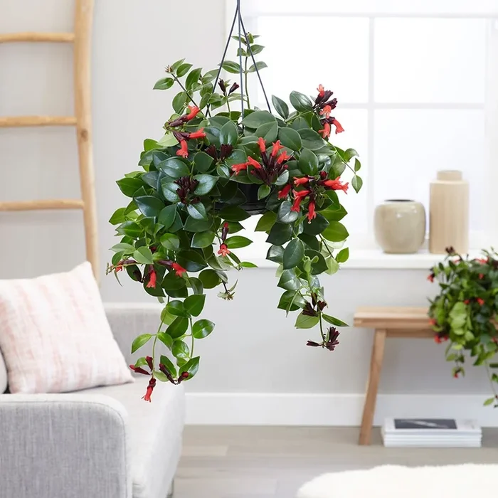 Aeschynanthus Mona Lisa XXL