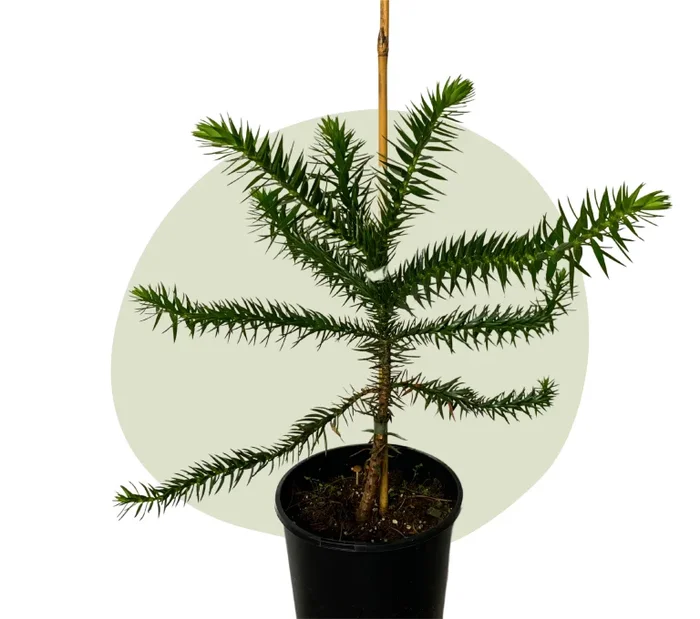Affenschwanzbaum – Araucaria araucana / Chilenische Andentanne