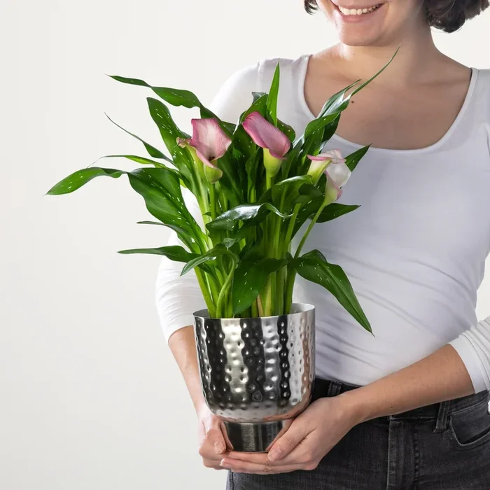 Afrikanische Calla Rosa