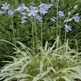 Afrikanische Lilie (Agapanthus ‚Golden Drop‘)