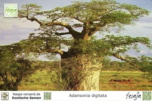 Afrikanischer Affenbrotbaum, Adansonia digitata
