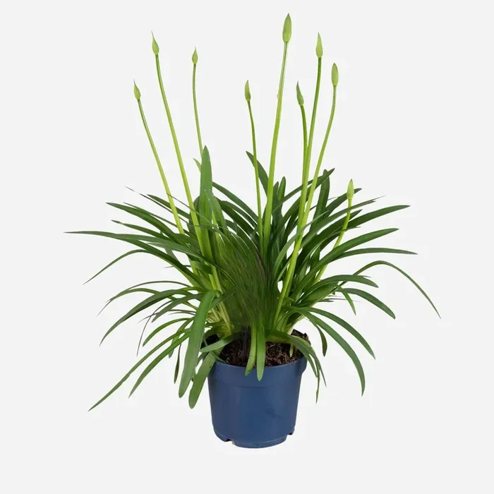 Agapanthus ‚Superb White‘ – African Lily